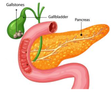 Gallbladder and Bile